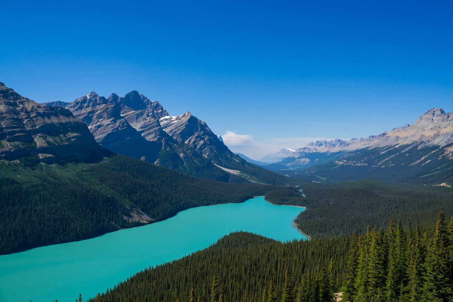 The Wolf - Peyto Lake